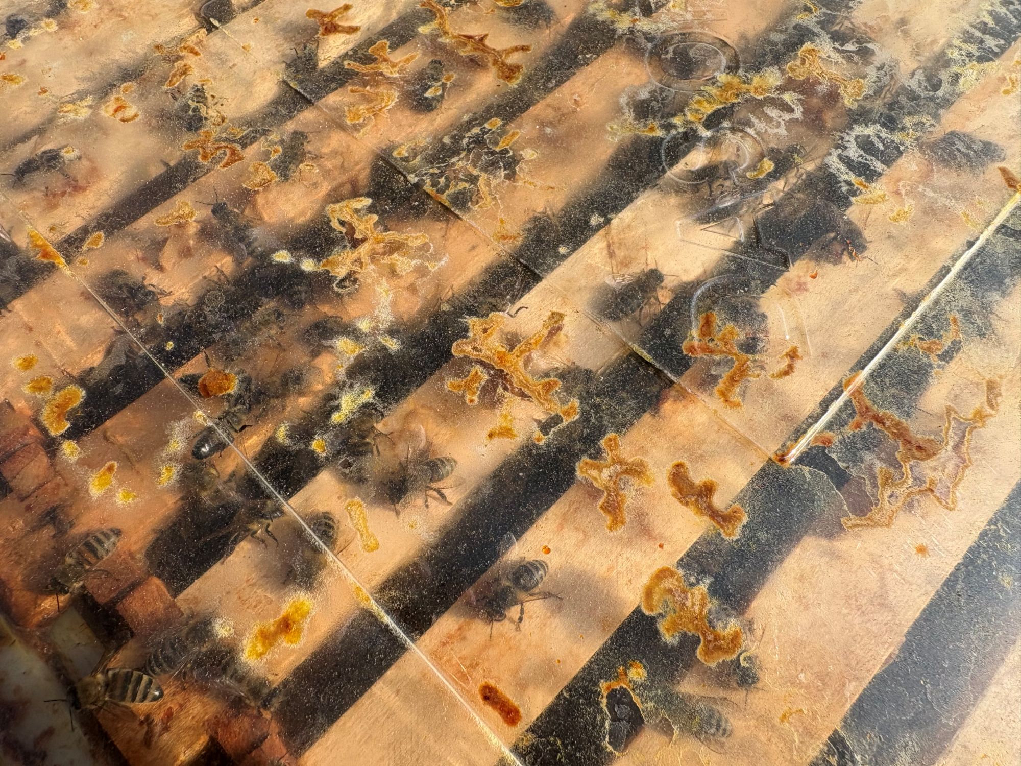 Noch ist das Bienenvolk überschaubar. Bald wuseln in dem Stock 10.000 bis 30.000 Tiere. (c) Garnet Manecke