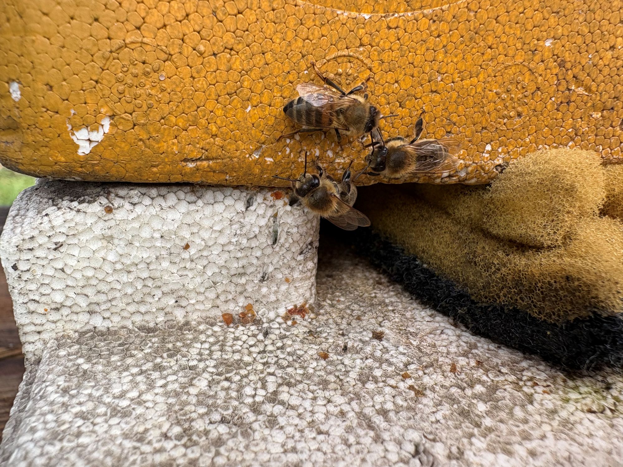 Sobald die Temperaturen zweistellig werden, kommen die ersten Bienen hervor. (c) Garnet Manecke