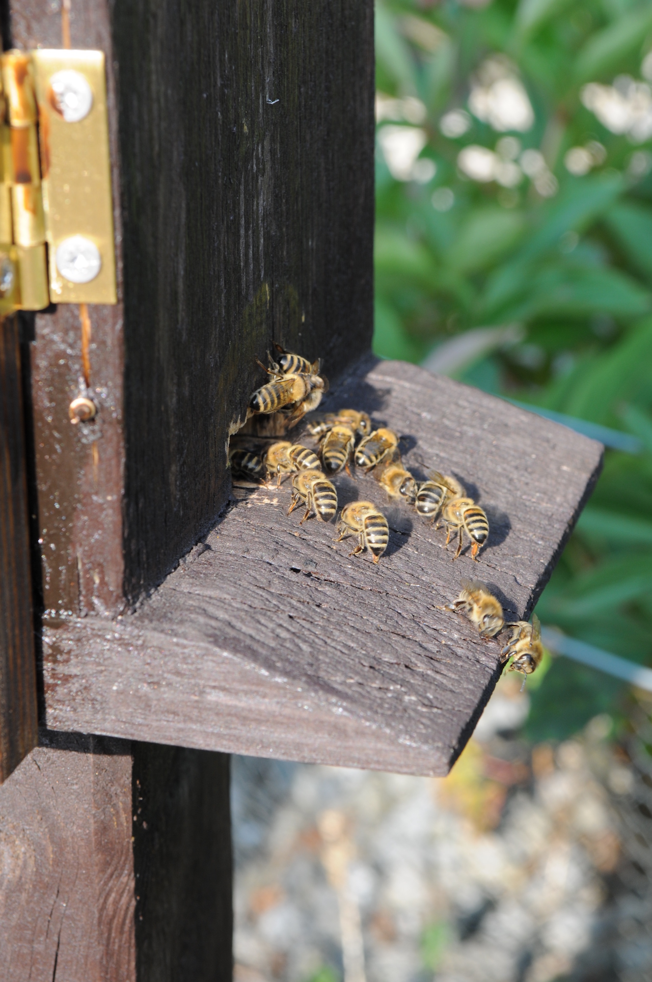 Wie Bienen in einem Stock leben, zeigen diverse Kleingärtenvereine und Imker in mobilen Stöcken. (c) Garnet Manecke