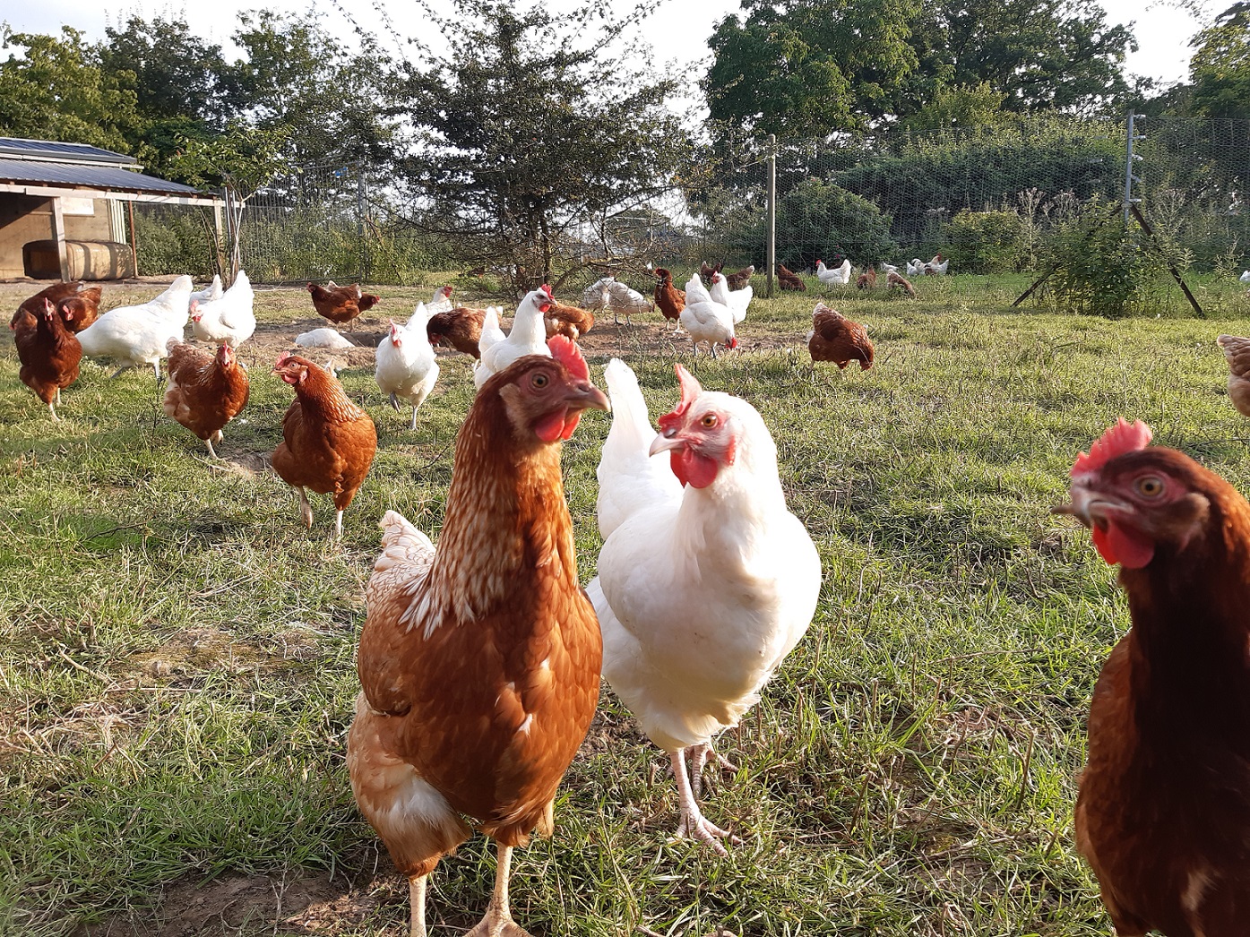 Die Hühner sind recht neu auf dem Hof. Möglich macht das das Projekt „Ein Huhn für dich“, bei dem Paten ein Jahr die Eier ihres Huhns bekommen. (c) Gut Paulinchenwäldchen