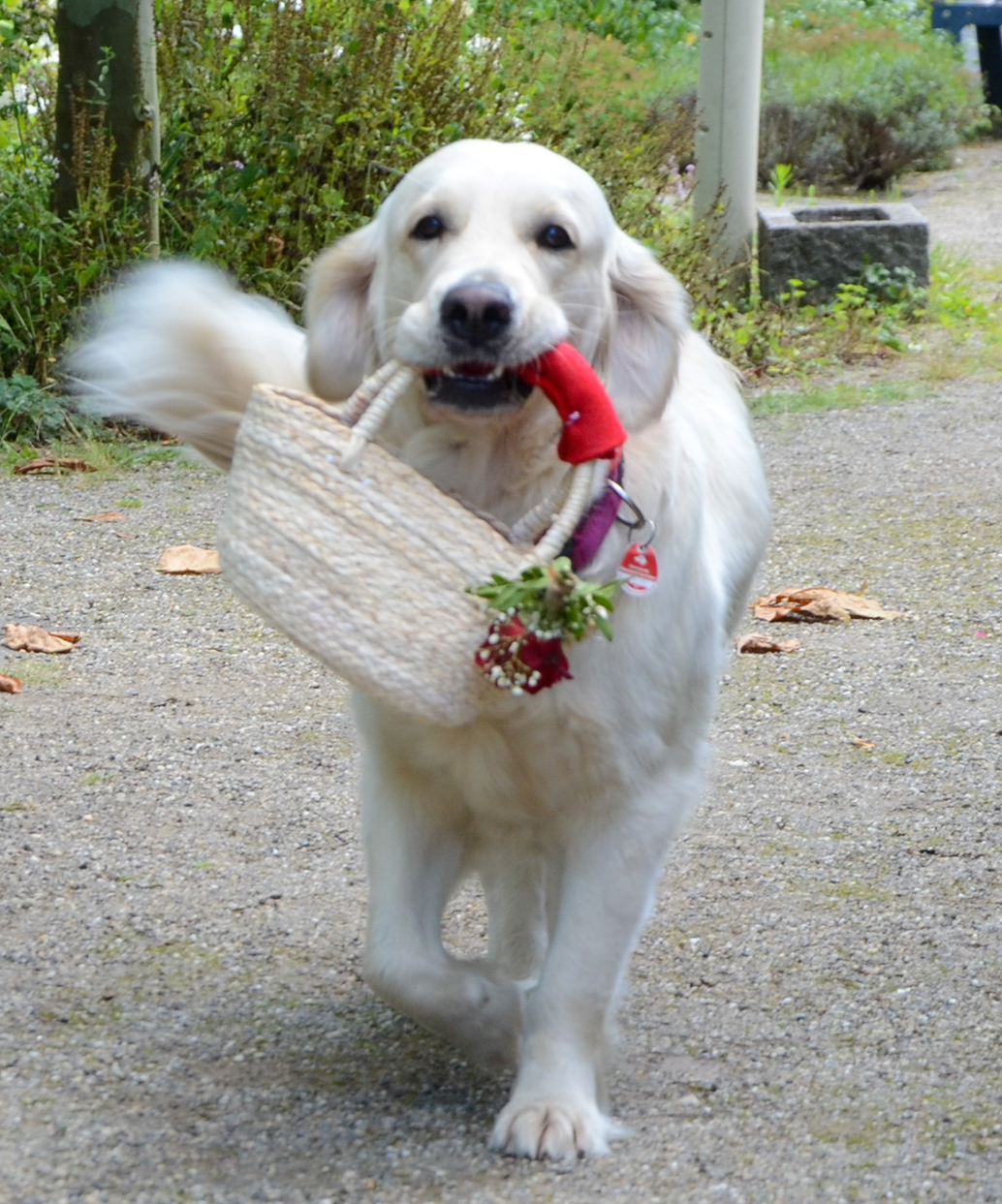 Eine neue Rolle für Therapiehündin Elli: Der Retriever brachte die Ringe in einem Korb. (c) Caritasverband