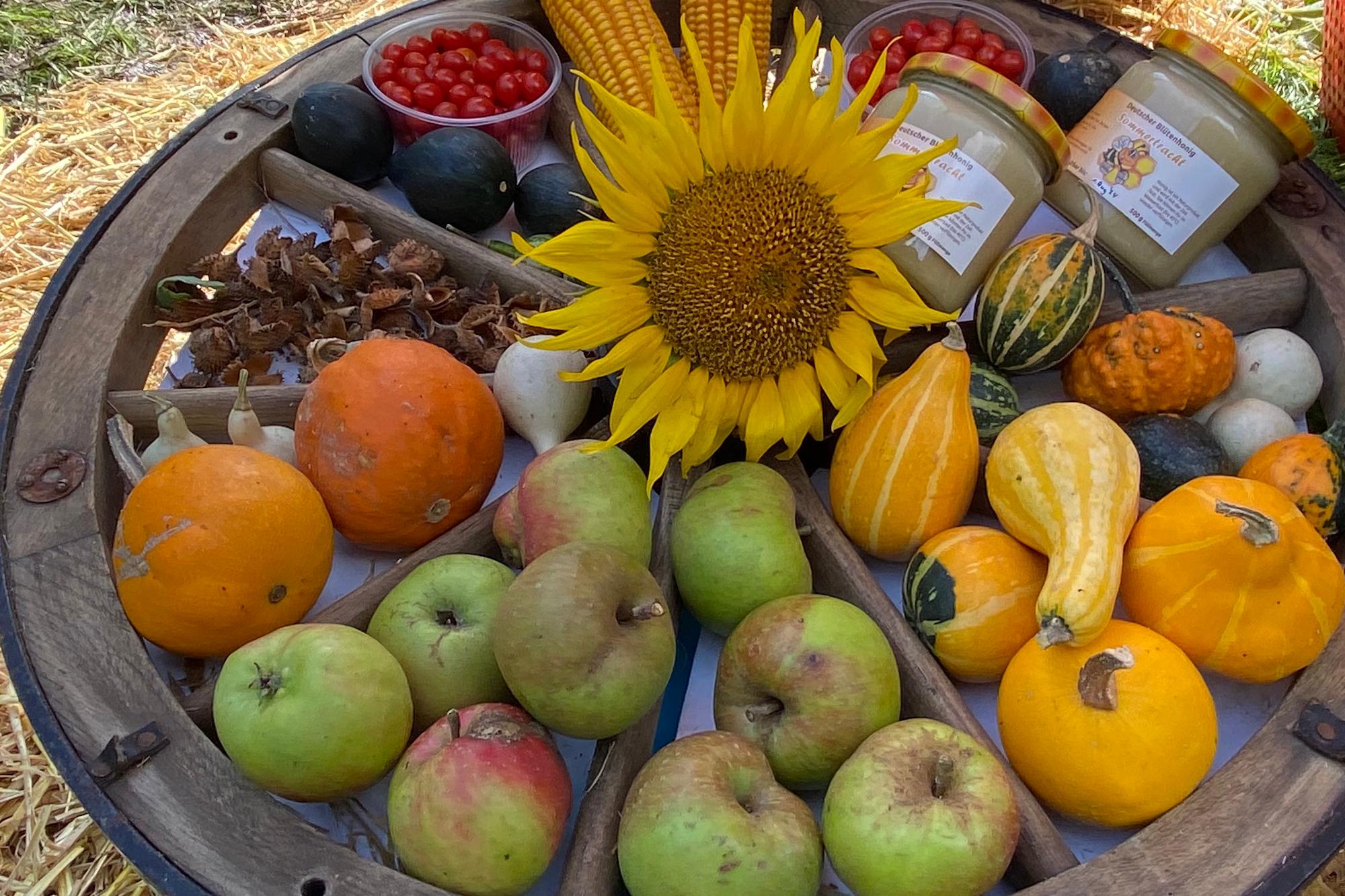 Im Herbst taucht die Sonne die Natur in ein goldenes Licht. Zum Erntedank zeigt sich nochmals ihre Fülle: Neben den Blättern sind auch die Früchte farbenfroh, wie die Kürbisse, Äpfel, die Nüsse und der Mais zeigen.