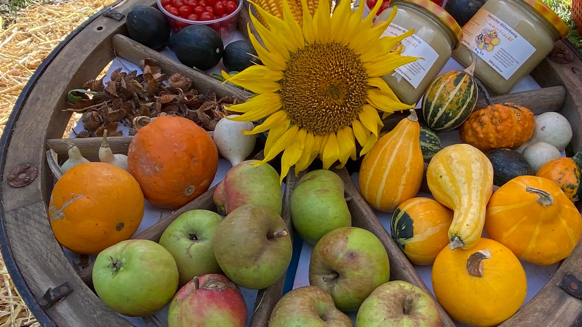 Im Herbst taucht die Sonne die Natur in ein goldenes Licht. Zum Erntedank zeigt sich nochmals ihre Fülle: Neben den Blättern sind auch die Früchte farbenfroh, wie die Kürbisse, Äpfel, die Nüsse und der Mais zeigen. (c) Garnet Manecke