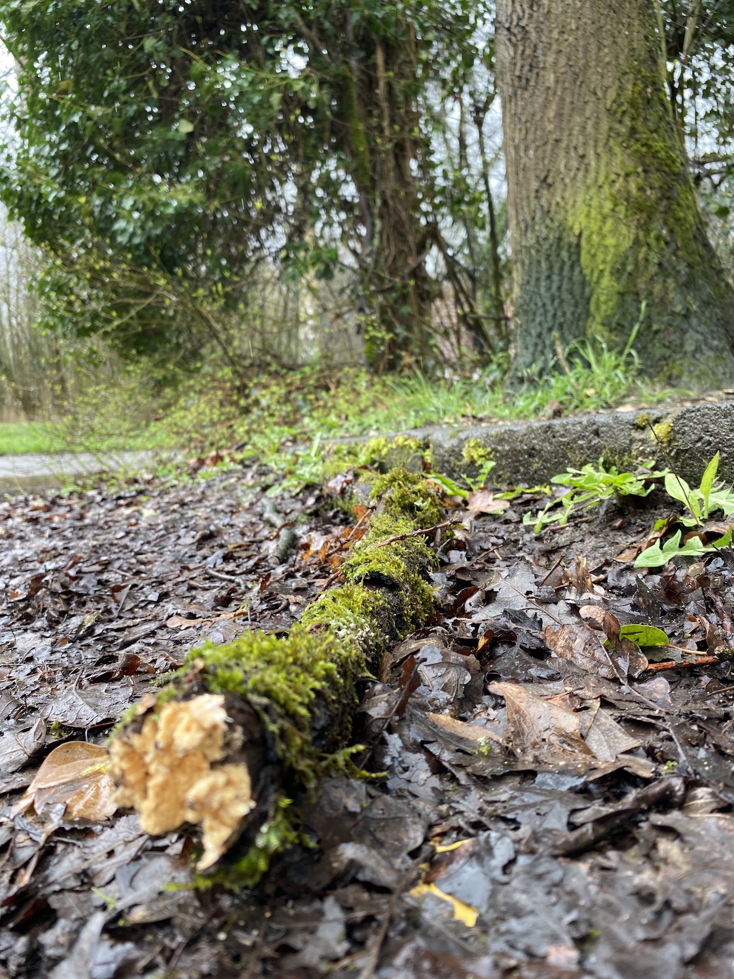 Im Frühling ist der Kreislauf von Leben und Sterben in der Natur besonders deutlich. (c) Garnet Manecke