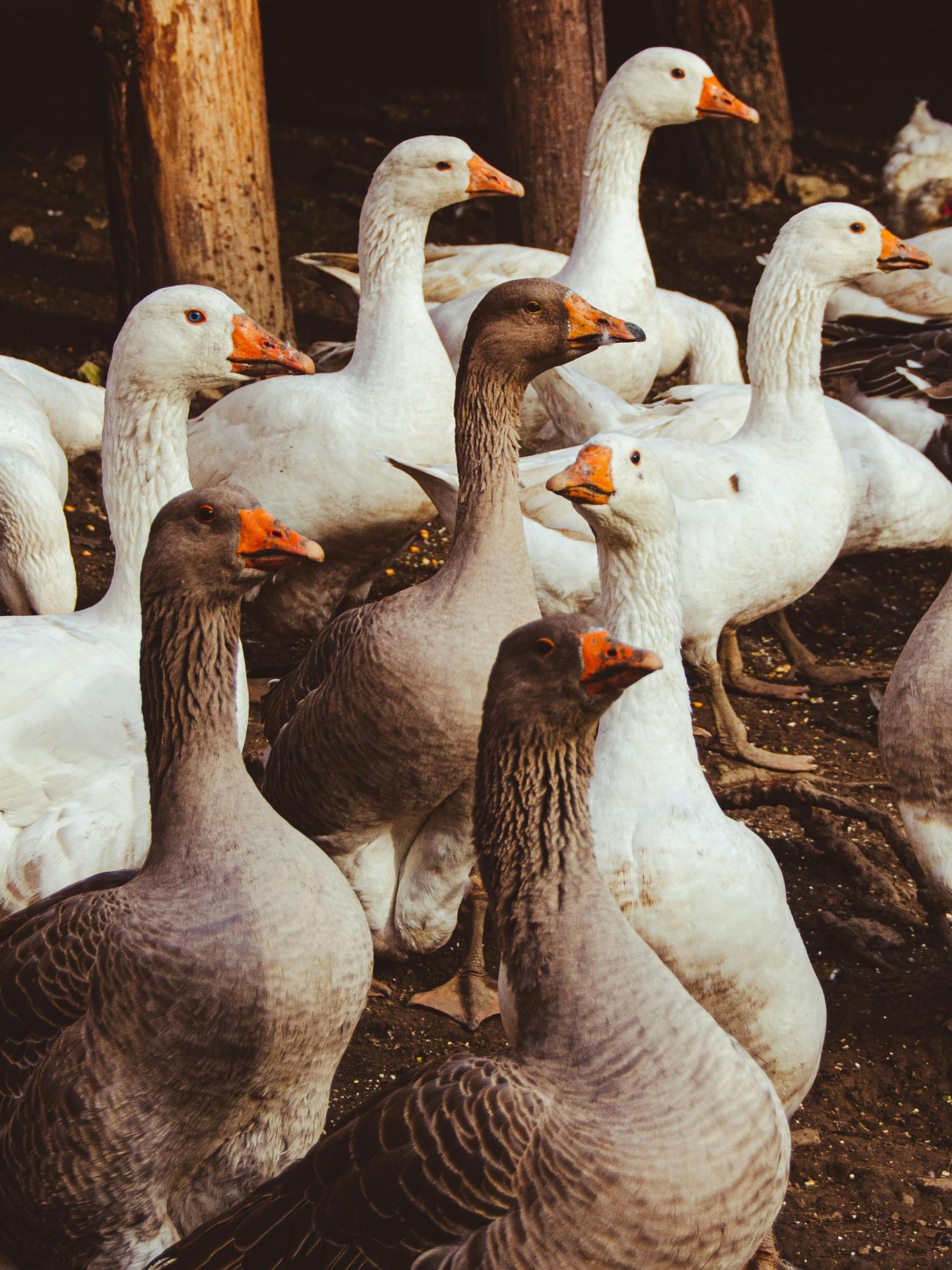 Eine Besonderheit in Uerdingen: Hier ziehen Gänse mit. Sie haben Martin einst verraten. (c) Gabi Repaska/unsplash