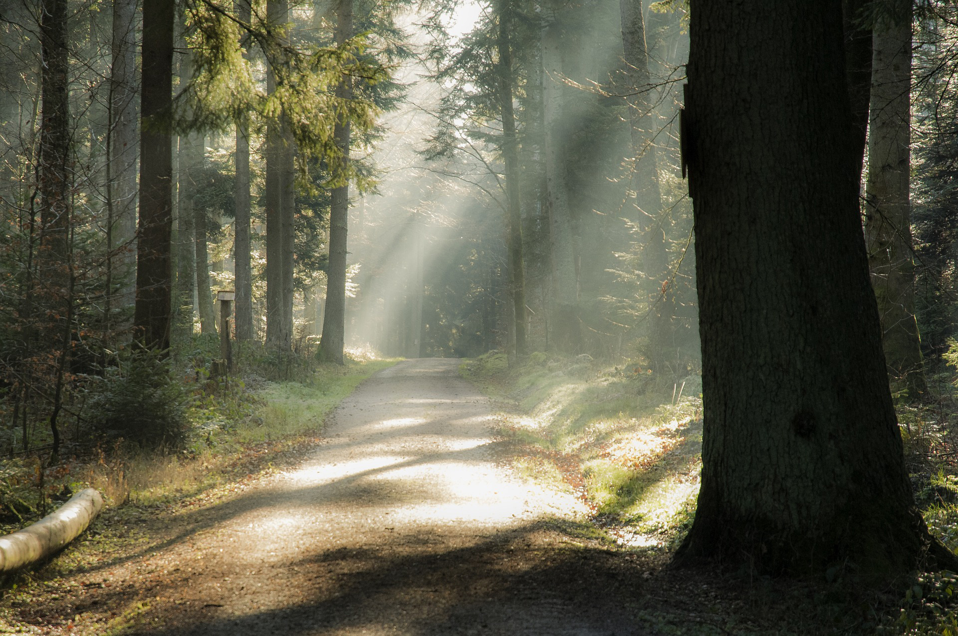 Im Nöthener Gotteswald wird nicht direkt unter den Bäumen, sondern an den Pfaden bestattet. (c) Günter Pichler/pixabay.com