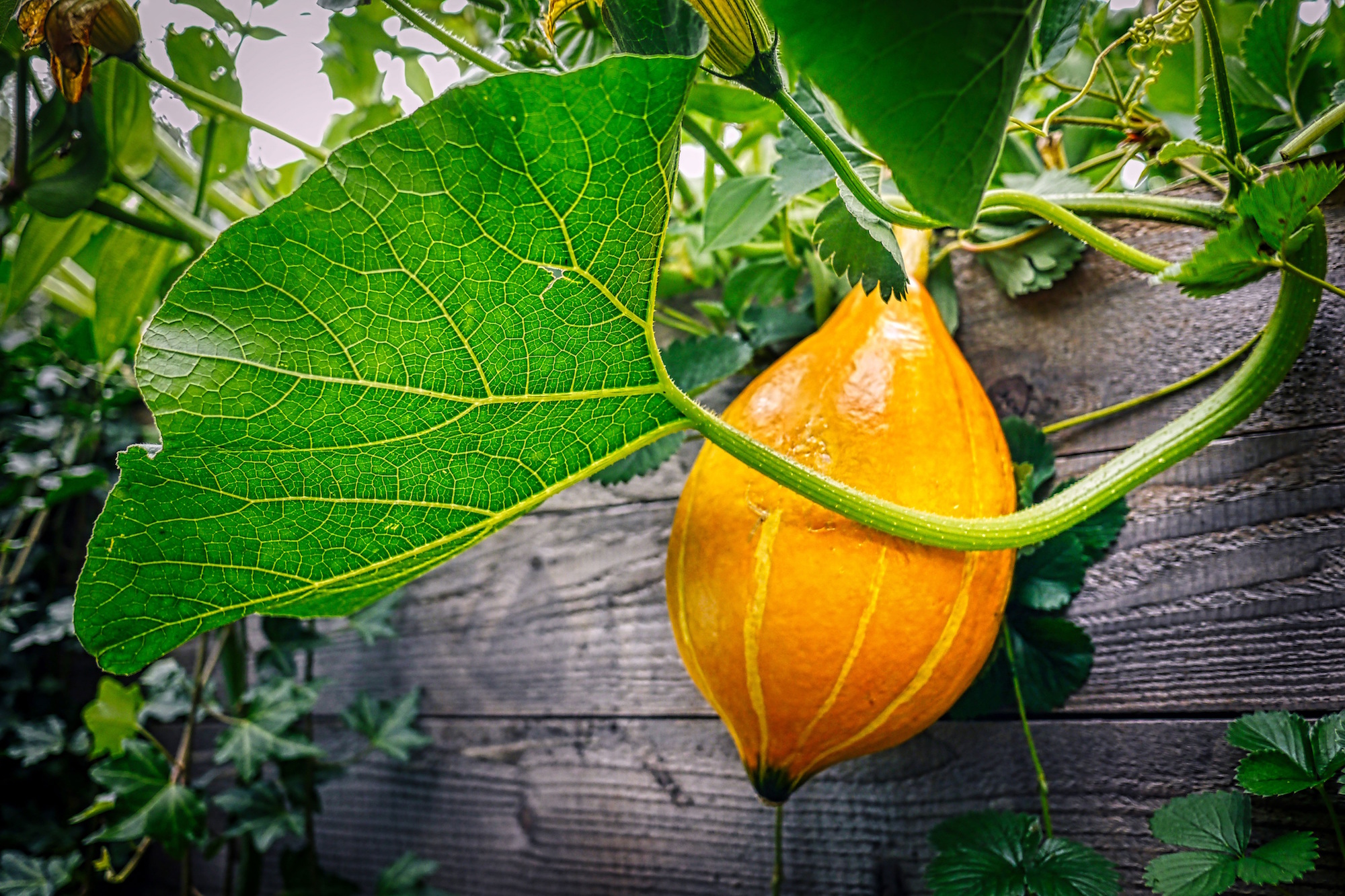 Gemüse, Obst und Kräuter selbst anzubauen im Hoch- oder Freibeet, macht nicht nur Spaß, es bereichert auch den Speisezettel mit gesunden Sachen. (c) www.pixabay.com