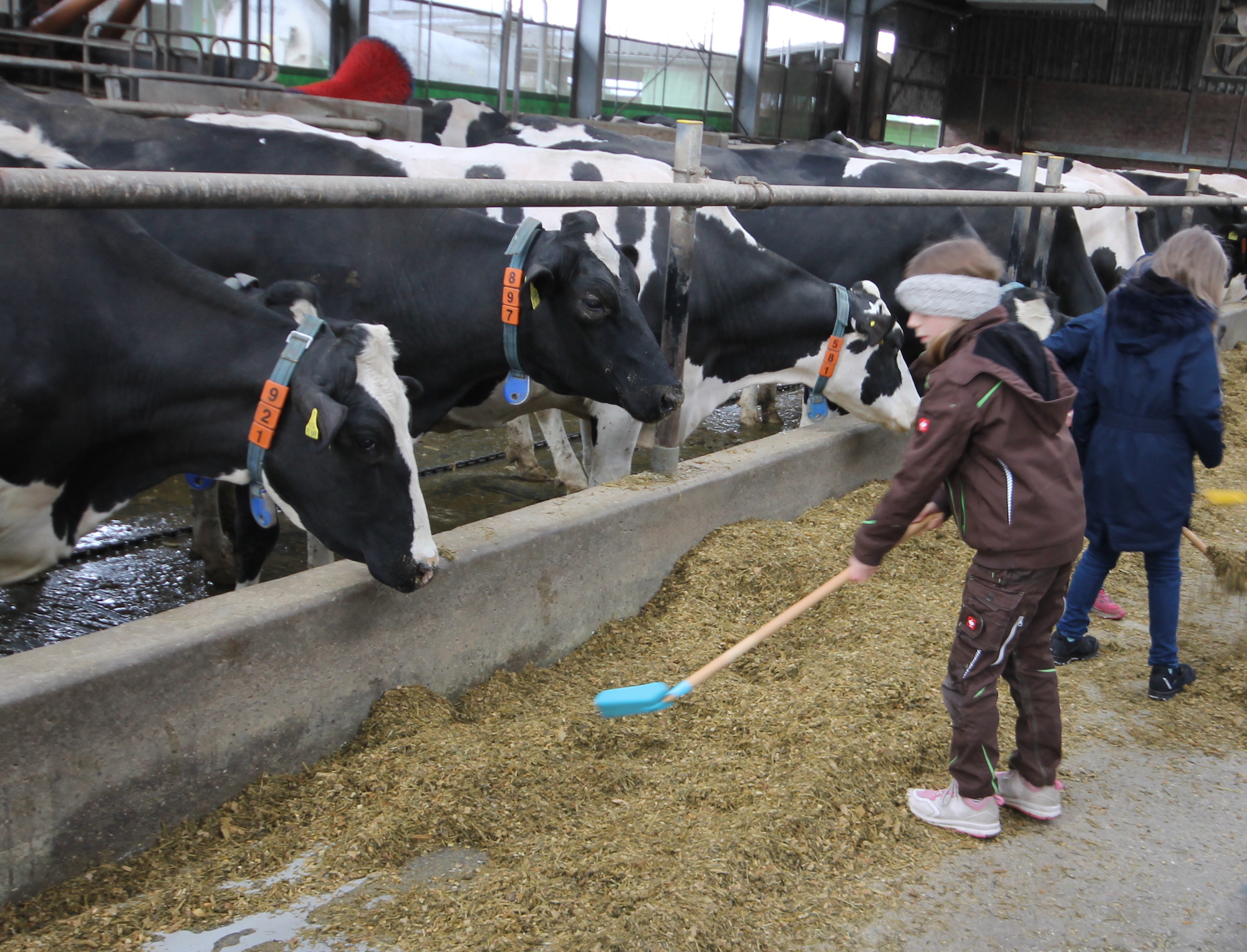 Kühe füttern war das Highlight der Aktion der KLJB Kempen. (c) Kathrin Albrecht