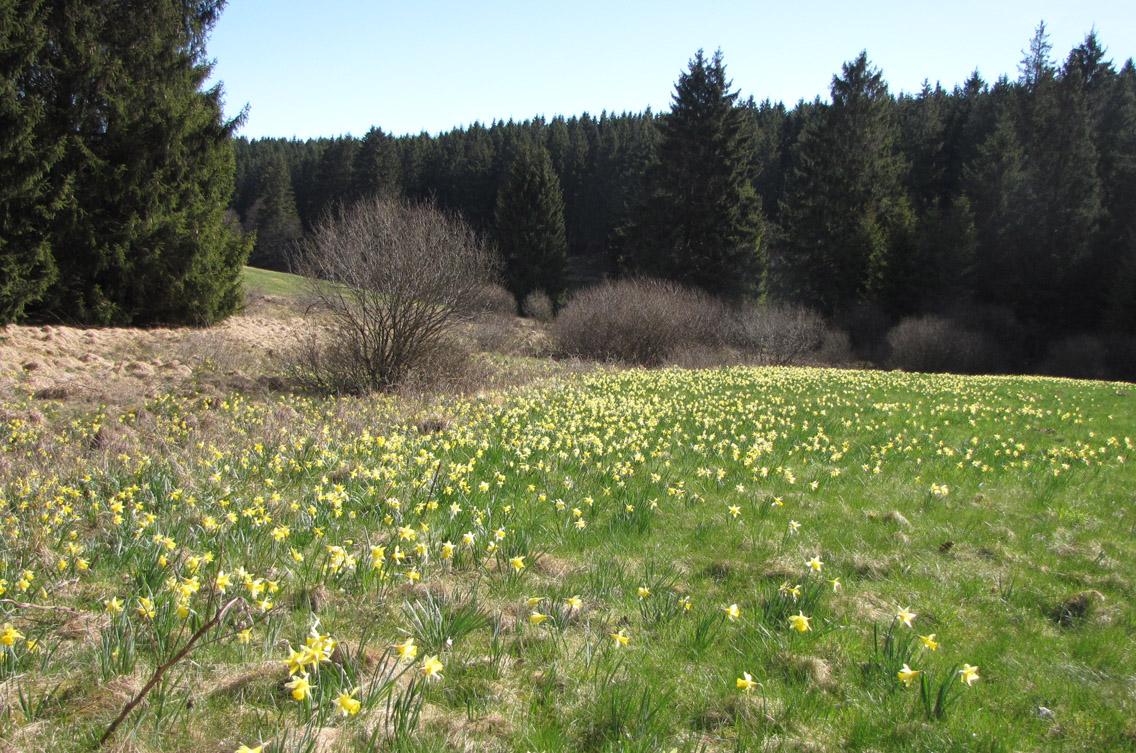 Höfen: Narzissenblüte im Wüstebachtal