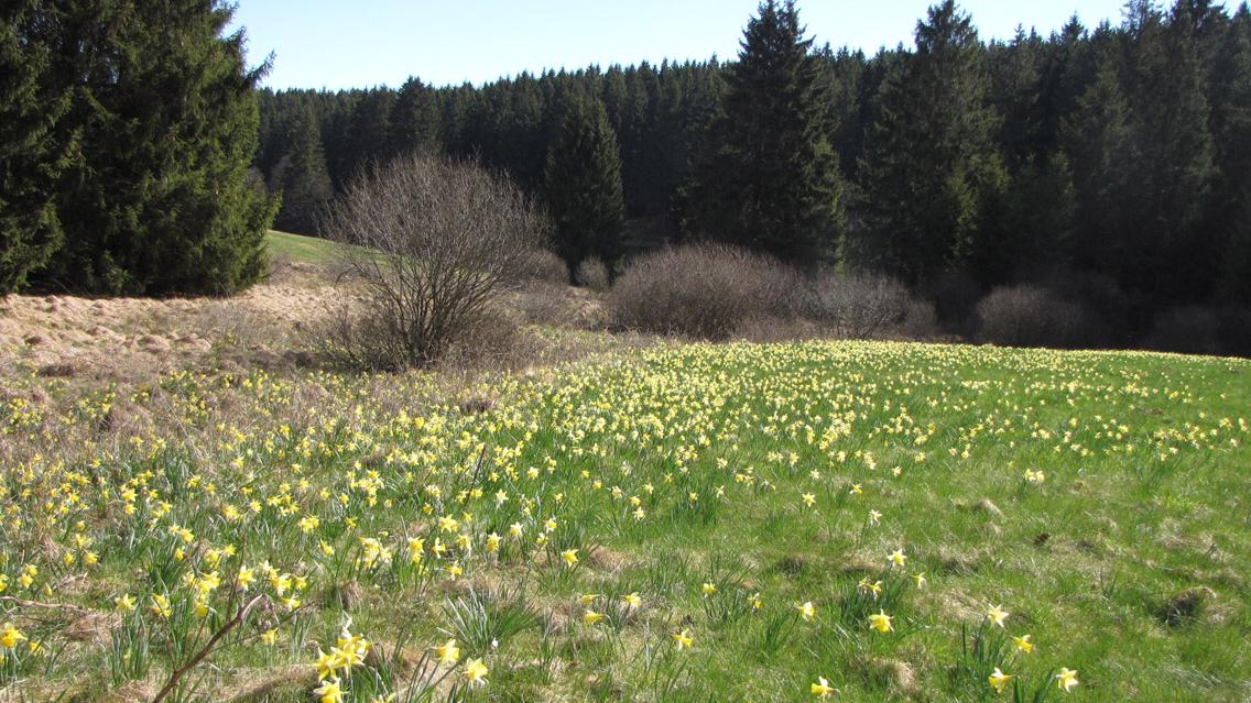 Höfen: Narzissenblüte im Wüstebachtal (c) Stefan Paus