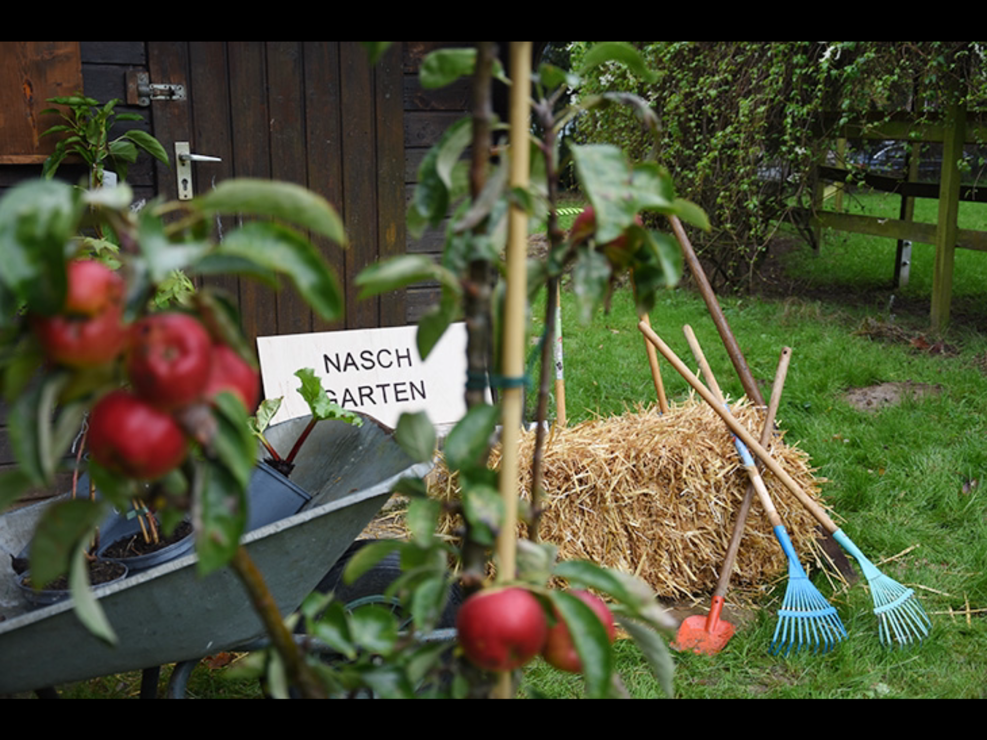 Eigene Äpfel wollten die Kinder der Kindertagesstätte pflücken. Jetzt können sie auch eigene Pflanzen setzen, säen und Unkraut zupfen. (c) Kindertagesstätte St. Margareta