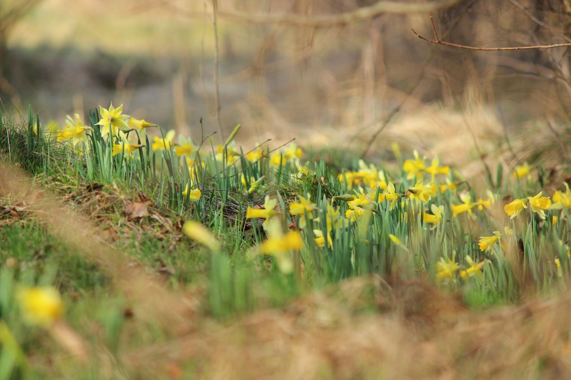 Ein echter Hingucker ist die  Narzissenblüte. (c) M. Menninghaus