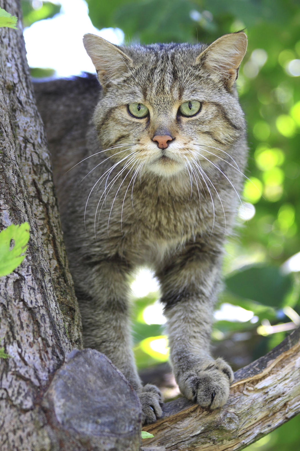 Die Wildkatze fühlt sich im  Nationalpark Eifel wohl. (c) Herbert Grabe