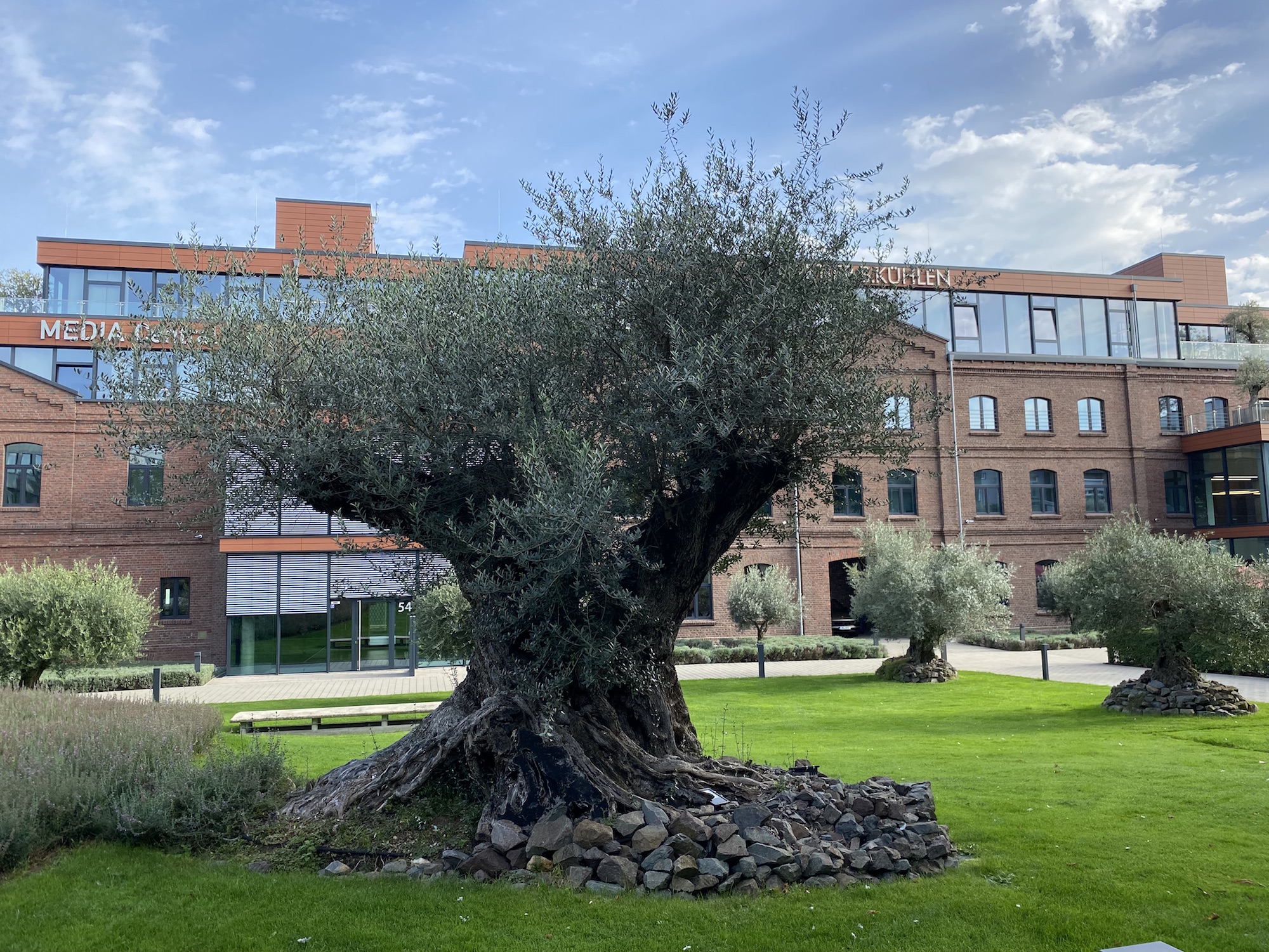 Die heißen Sommer und milden Winter machen es möglich, dass Olivenbäume gedeihen können. (c) Garnet Manecke