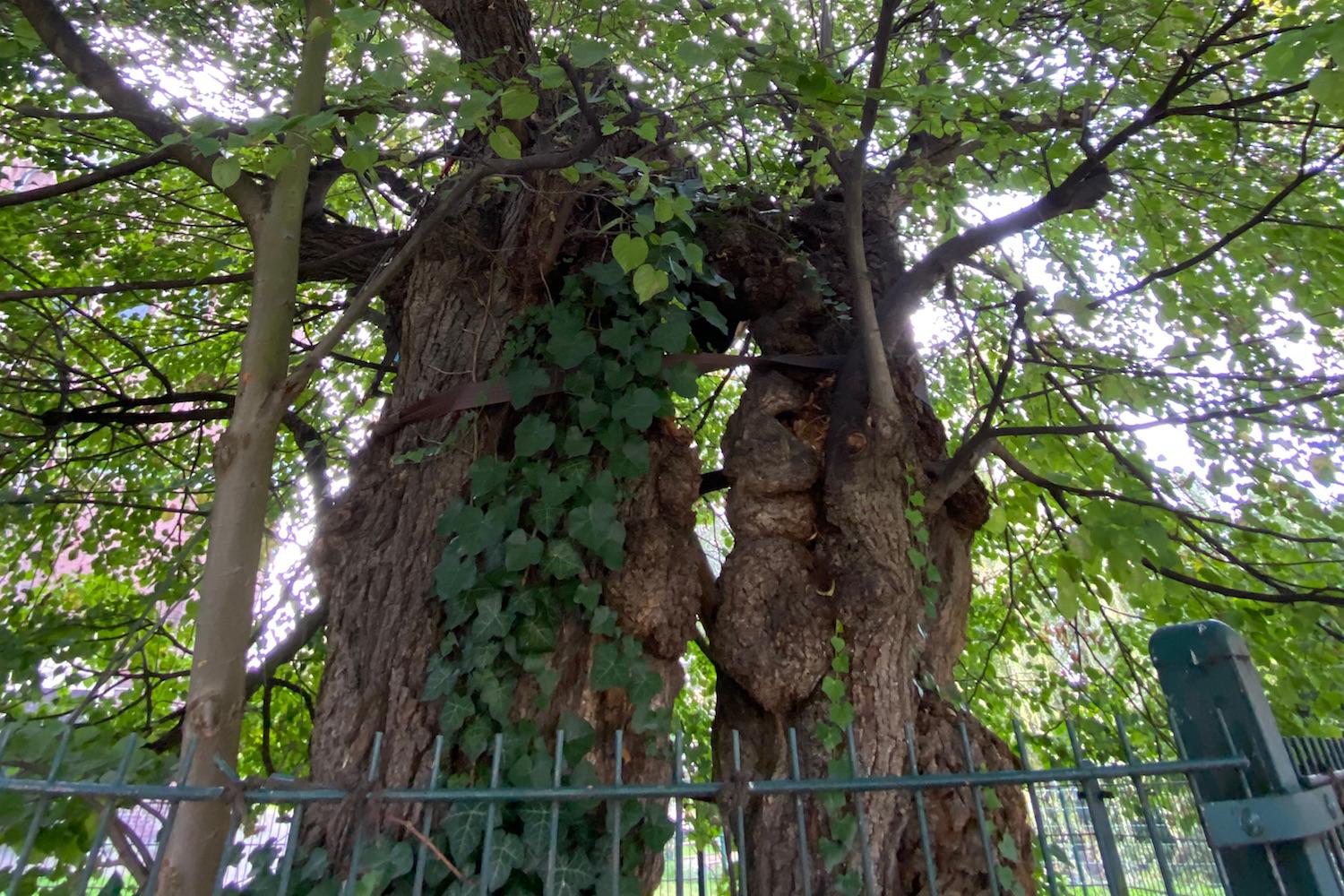 Leben und Tod gehören zusammen, wie bei diesem Baum, der trotz totem Stamm lebt.