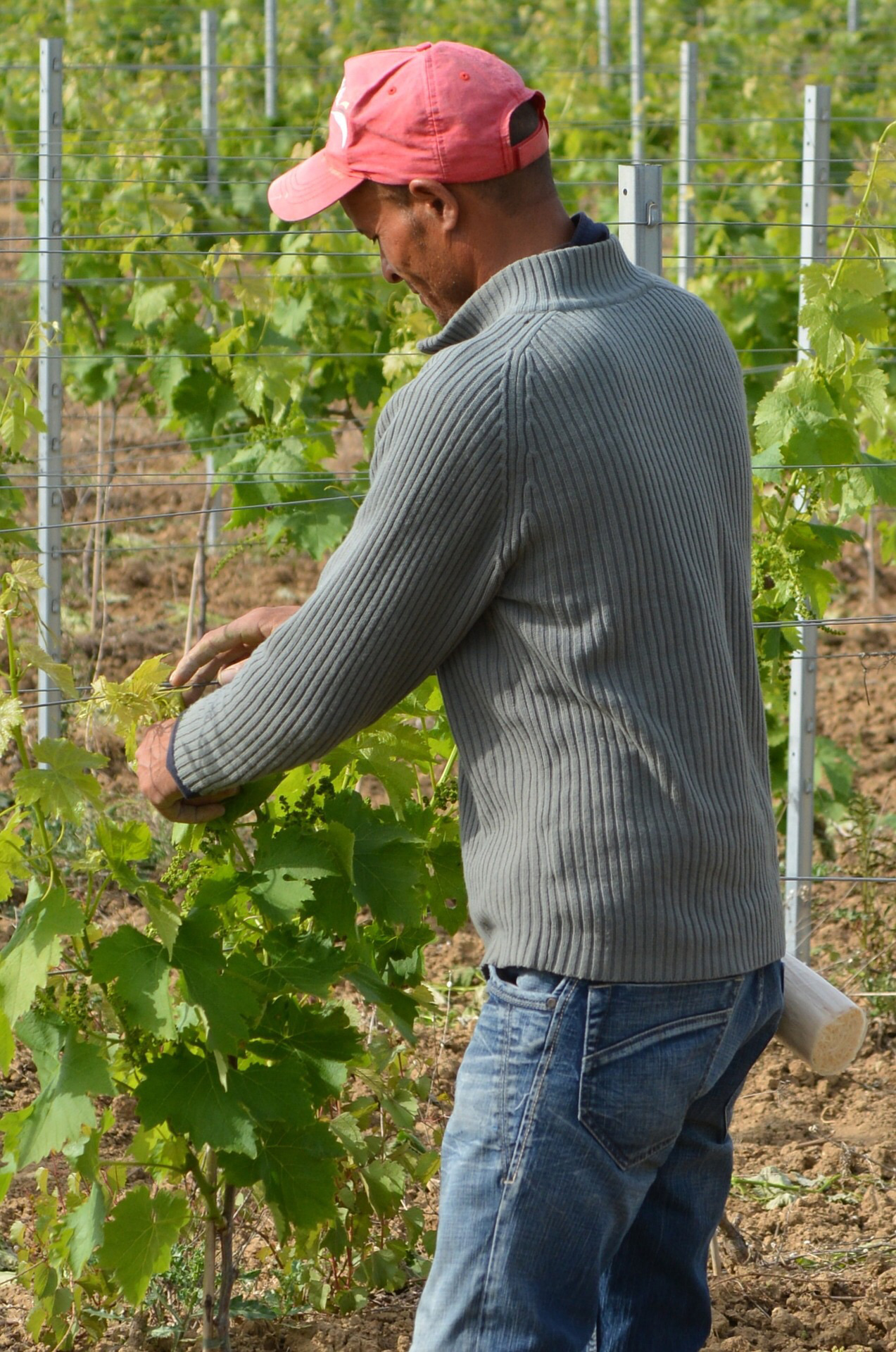 Der Klassiker: Wander- bzw. Saisonarbeiter lesen Wein, pflücken Obst oder stechen Spargel. (c) www.pixabay.com