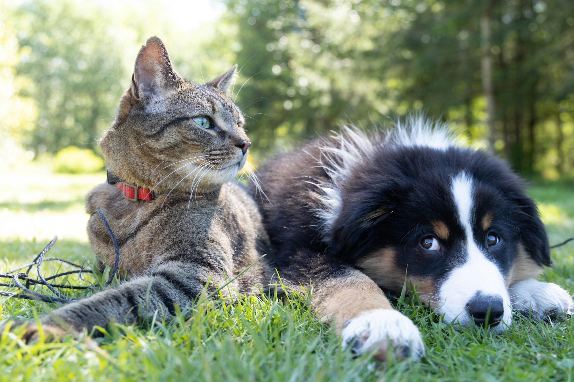 Katzen und Hunde sind mit Abstand die beliebtesten Haustiere in deutschen Haushalten. (c) Andrew Souo/unsplash.com